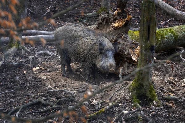 一只大野猪站在落叶森林里抓着倒下的树干 — 图库照片