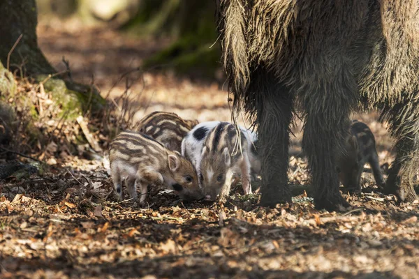 Małe Dzikie Świnie Stojące Lesie Wśród Wielkich Dzikich Świń — Zdjęcie stockowe