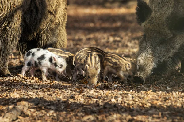 Маленькие Дикие Свиньи Стоящие Лесу Среди Больших Диких Свиней — стоковое фото