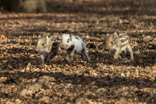 Three Little Wild Pigs Running Leafy Forest — Stock Photo, Image