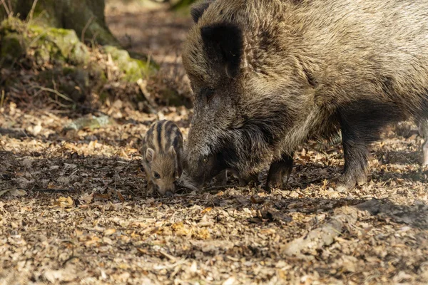 Tier Baby Baby Wildschwein Borste Braun Pflege Kreatur Niedlich Niedliches — Stockfoto