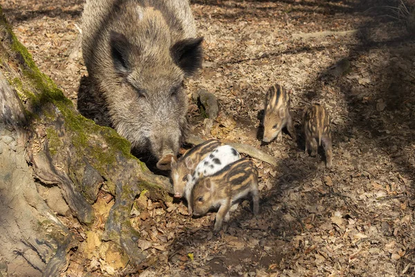 站在妈妈旁边森林里的小野猪 — 图库照片