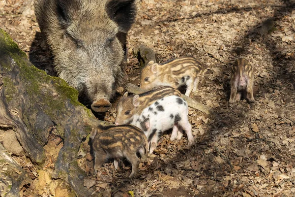 小猪和它们的妈妈站在森林里 是一只大野猪 — 图库照片