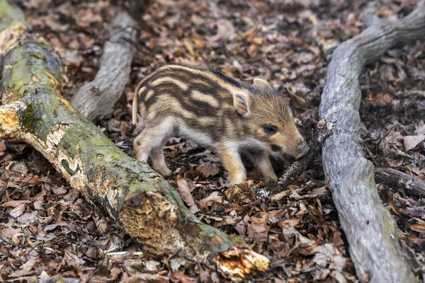 一只新生的小猪站在森林里 嘴里衔着一根树枝 — 图库照片