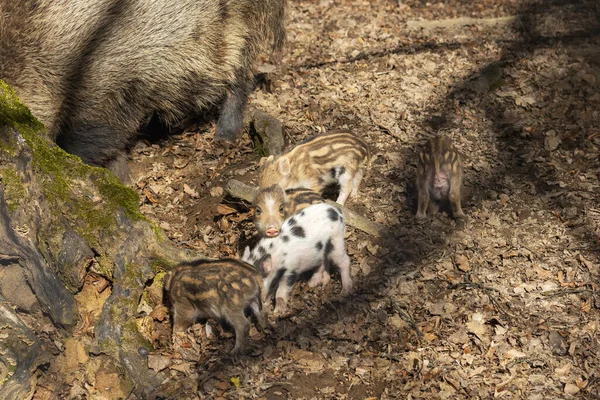 Kismalacok Állnak Erdőben Anyjukkal Egy Nagy Vaddisznóval — Stock Fotó