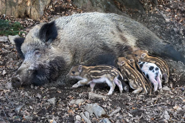 小新生的小猪躺在他们的身边 从他们的大猪妈妈那里喂养着 — 图库照片