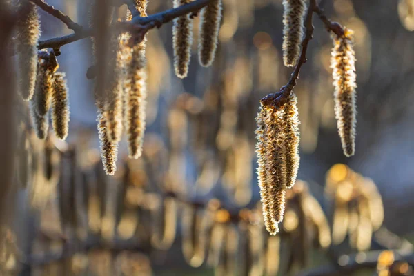 Stock image Populus tremula - poplar flowers, the first spring growing on a tree in the background beautiful 