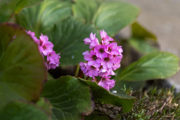 Uma Flor Primavera Com Pequenas Flores Rosa Grande — Fotografia de Stock