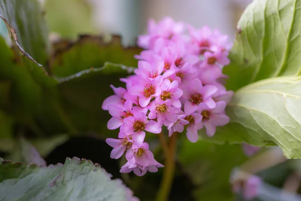 A spring flower with small pink flowers and large one