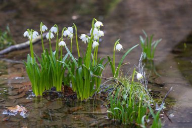 Leucojum vernum. Bahar aylarında yaprak döken bir ormanda büyüyen bir lağımın beyaz çiçekleri. İlk bahar çiçekleri.