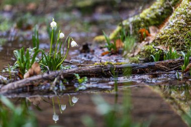 güzel, güzellik, çan biçimi, çan biçimi, çiçek, bataklık, bokeh, tomurcuk, ampul, yakın plan, czech ormanı, nesli tükenmekte olan türler, çevre, ilk, ilk çiçekler, çiçek, orman, kırılgan, taze, bahçe, yeşil, leucojum vernum, m
