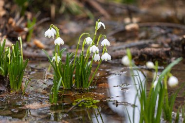 Leucojum vernum - Yaprak döken bir bahar ormanında yetişen iki beyaz çiçek. İlk bahar çiçekleri.
