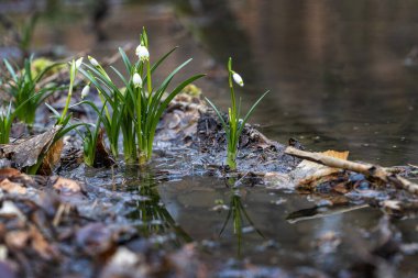Leucojum vernum - ağaç gövdelerinin yansıtıldığı bir su yüzeyinin arka planındaki yaprak döken bir ormanda büyüyen bahar sedum demetleri.