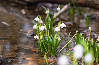 Leucojum vernum - ağaç gövdelerinin yansıtıldığı bir su yüzeyinin arka planındaki yaprak döken bir ormanda büyüyen bahar sedum demetleri.