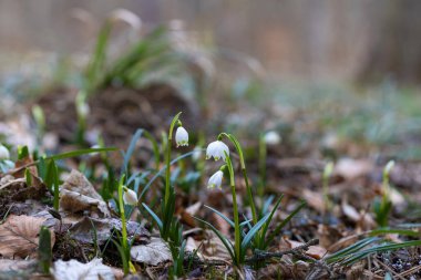 Leucojum vernum - yaprak döken bir ormanda bir demet çiçek açan sedir. Arka planda güzel bokeh.