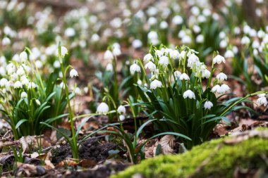 Leucojum vernum - Sel baskını ormanlarında yetişen bir demet beyaz sazlık..
