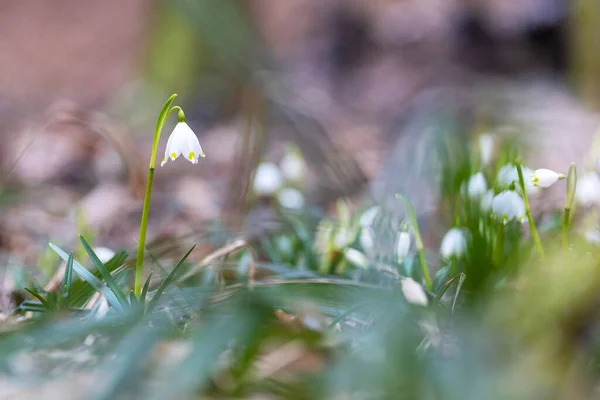 Leucojum Vernum Λευκά Λουλούδια Ανοιξιάτικης Ανθοφορίας Που Φυτρώνουν Στο Ανοιξιάτικο — Φωτογραφία Αρχείου
