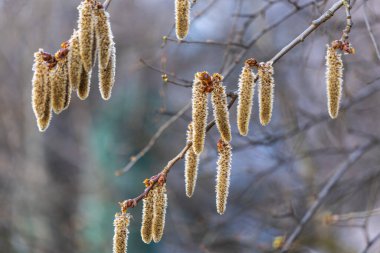 Corylus - polenle sarılmış ve bir dalda büyüyen uzun, sarmal bir çiçek.