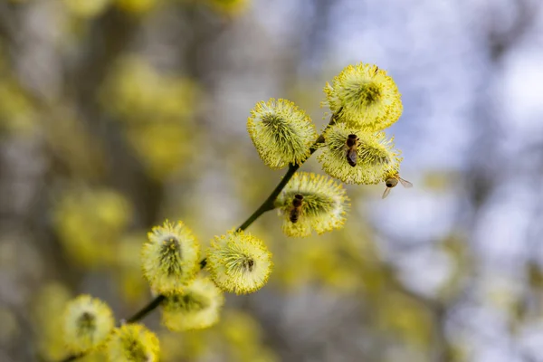 stock image Yellow flowers Spring Salix Caprea - twigs full of reunious flowers around which bees fly. Spring messengers.