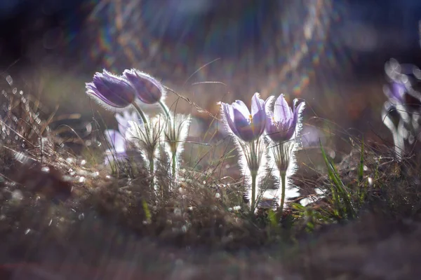 Pulsatilla Flori Violet Floare Porumb Creștere Într Pajiște Luminat Apusul — Fotografie, imagine de stoc