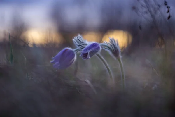 Pulsatilla Flori Violet Floare Porumb Creștere Într Pajiște Iluminat Apusul — Fotografie, imagine de stoc