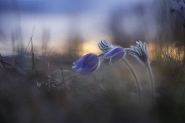 Pulsatilla Fialové Květy Chrpy Rostoucí Louce Osvětlené Zapadajícím Sluncem — Stock fotografie