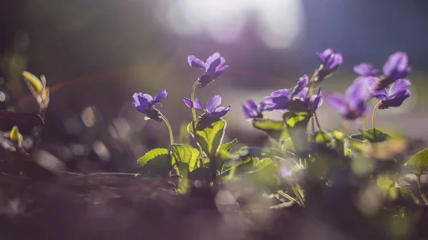Viola odorata - violets growing under the trees in the forest in the beautiful rays of the sun