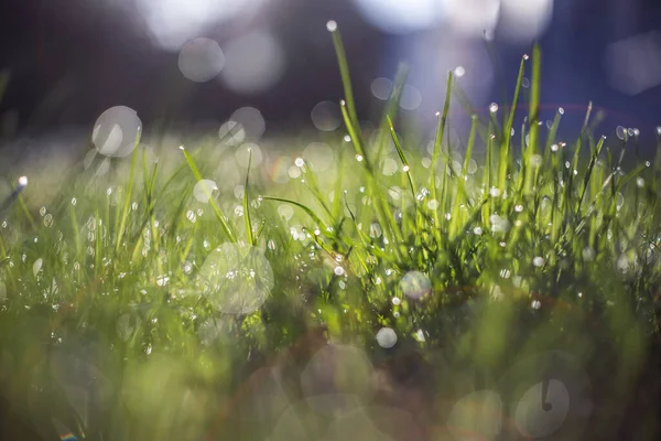 stock image Spring green grass with dew drops in beautiful backlight.