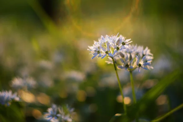 Allium ursinum - white garlic flowers growing in a meadow in the forest in a beautiful backlight of the setting sun.
