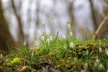Galanthus Nivalis - İlkbaharın beyaz çiçekleri yemyeşil bir ormanda yetişiyor.