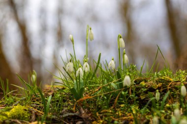 Galanthus Nivalis - İlkbaharın beyaz çiçekleri yemyeşil bir ormanda yetişiyor.