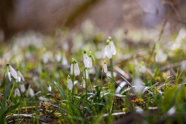 Galanthus Nivalis - İlkbaharın beyaz çiçekleri yemyeşil bir ormanda yetişiyor.