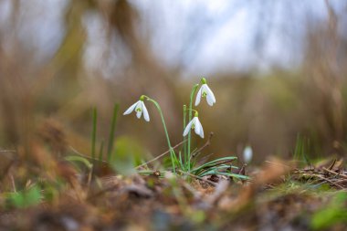 Galanthus Nivalis - İlkbaharın beyaz çiçekleri yemyeşil bir ormanda yetişiyor.