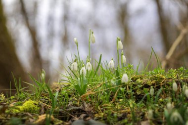 Galanthus Nivalis - İlkbaharın beyaz çiçekleri yemyeşil bir ormanda yetişiyor.