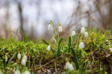 Galanthus Nivalis - İlkbaharın beyaz çiçekleri yemyeşil bir ormanda yetişiyor.