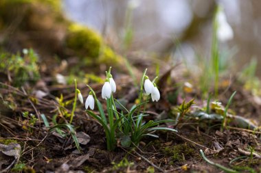 Galanthus Nivalis - İlkbaharın beyaz çiçekleri yemyeşil bir ormanda yetişiyor.