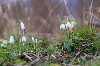 Galanthus Nivalis - İlkbaharın beyaz çiçekleri yemyeşil bir ormanda yetişiyor.