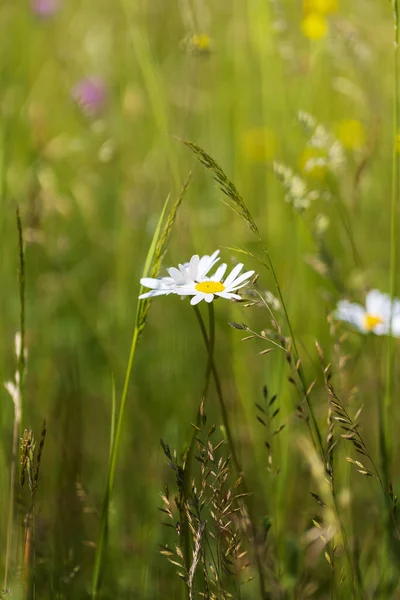 레우칸 데이지 여름철 목초지 — 스톡 사진