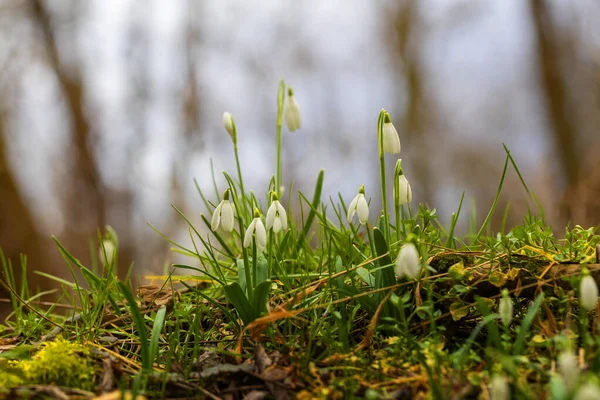 Galanthus Nivalis - İlkbaharın beyaz çiçekleri yemyeşil bir ormanda yetişiyor.