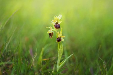 Ophrys sphegodes - Çayırda yetişen nadir bir orkide