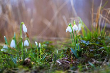 Galanthus - kar damlaları - ormanda büyüyen ilk bahar çiçekleri. Beyaz çiçekler.