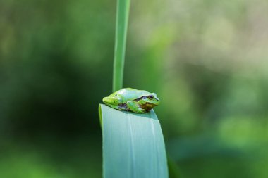 Hyla arborea, yeşil bir sazlığa oturmuş gölün kenarında güneşleniyor..