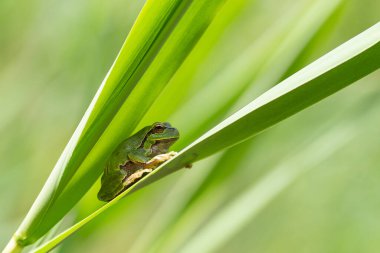 Hyla arborea - küçük yeşil kurbağa arka planda güzel bir bokeh ile sazlıktan yeşil bir yaprak üzerinde oturuyor.