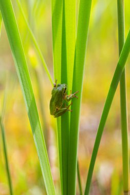 Yeşil ağaç kurbağası - Hyla arborea - ağaç kurbağası otların üzerinde oturmuş güzel bir bokeh ile.
