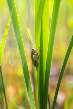 Hyla arborea - yeşil bir sazlık yaprağının üzerinde oturan yeşil ağaç kurbağası.