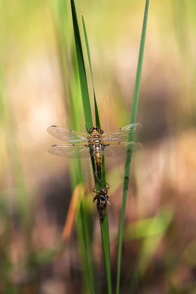 Dragonfly Rugende Guldsmed Der Klæber Til Stilke Grønne Rør Smuk - Stock-foto