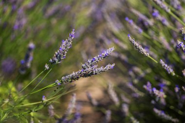 Lavanta tarlası, güzel bokeh 'li güzel lavanta çiçekleri..