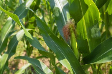 Bir mısır tarlası. Kulakları dolgun, sapları büyümüş..