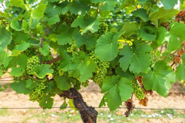 Güney Moravya 'nın üzüm bağları. Sarmaşıkta yetişen olgun yeşil üzümlerle dolu bir baş..
