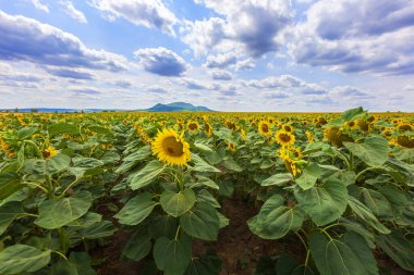 Ayçiçeği tarlasında yetişen güzel sarı ayçiçeği yumuşak bokeh.
